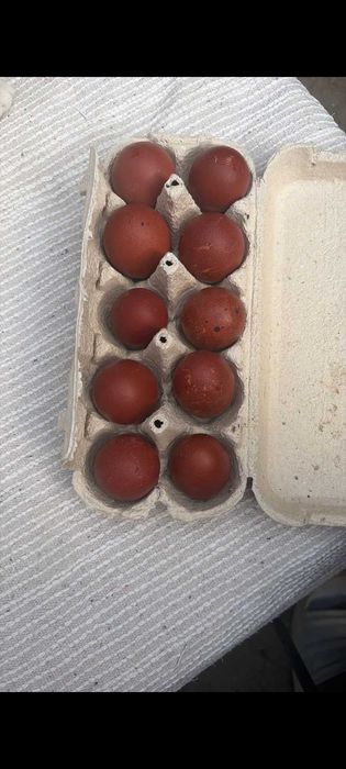 Bună am ouă Marans ...