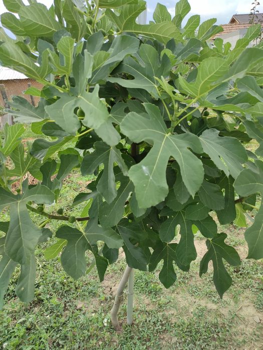 Smochini puieți și smochine proaspete