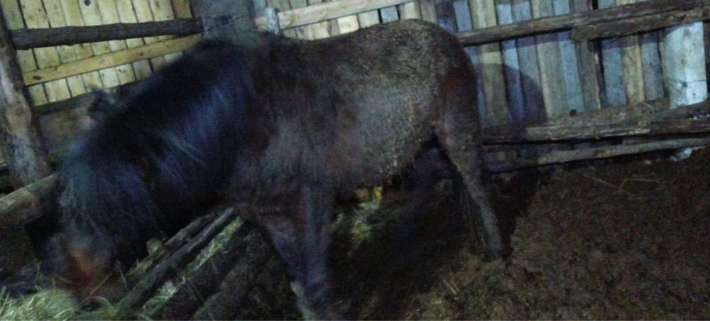 Құнаннан дөненге шығатын семіртілген жылқы сатылады