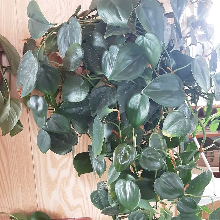 Продам Сциндапсус вариегатный и простой