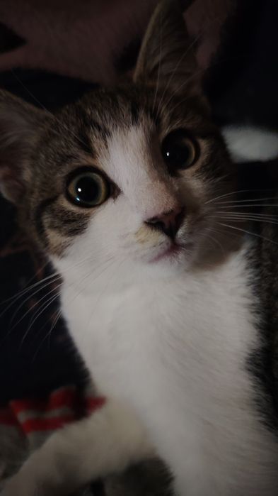 Donez 2 puiuți de pisică