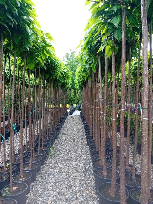 Vând catalpa globulară ornamentală