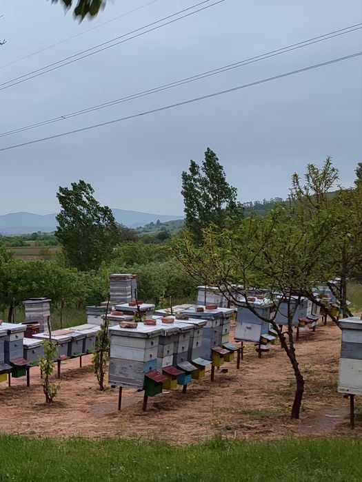 Vand familii de albine