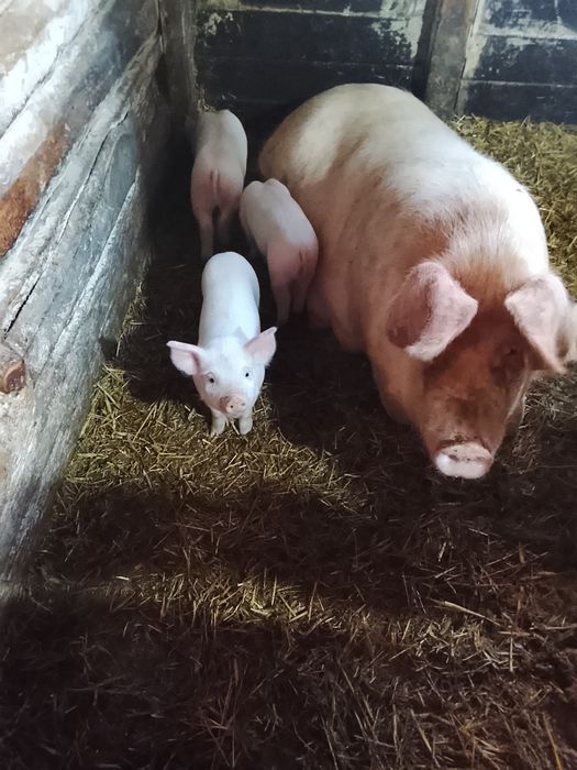 Продам поросят месячных