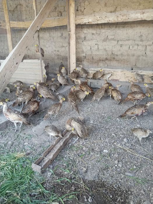 Қырғауылдар сатылады