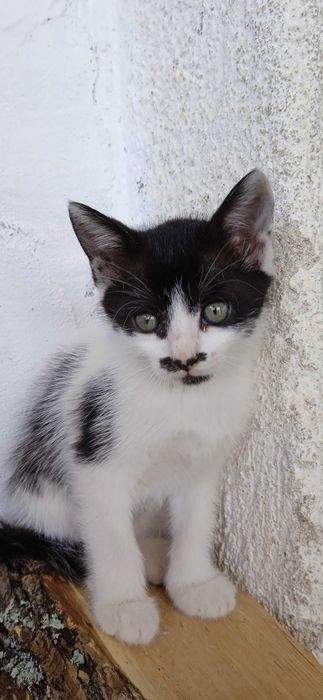 Подарявам котета