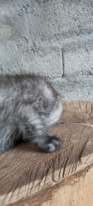 Продаю котенка, породы бретанец веслоухий,! Есть доставка платная.
