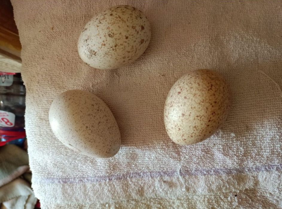 Индюшиные яйца 800 ТГ