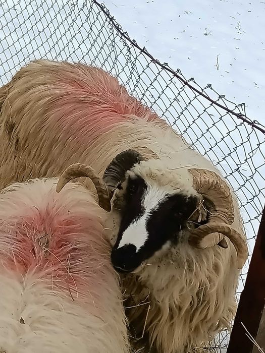 Schimb un mior breaz