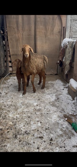 Тусактар сатылады Буаз