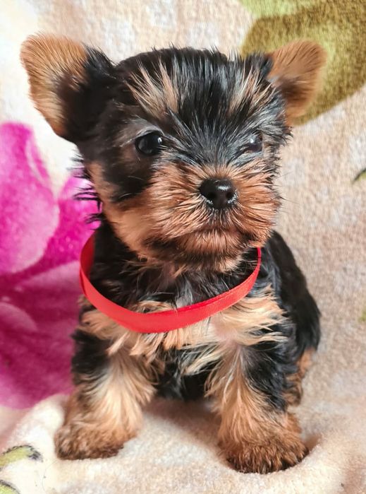 Продам щенков Йорка