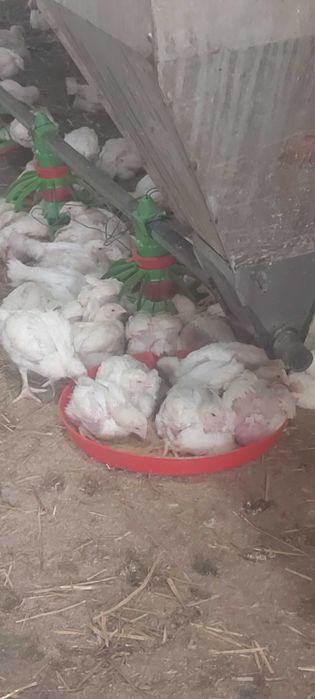 Ferma de pui si rate