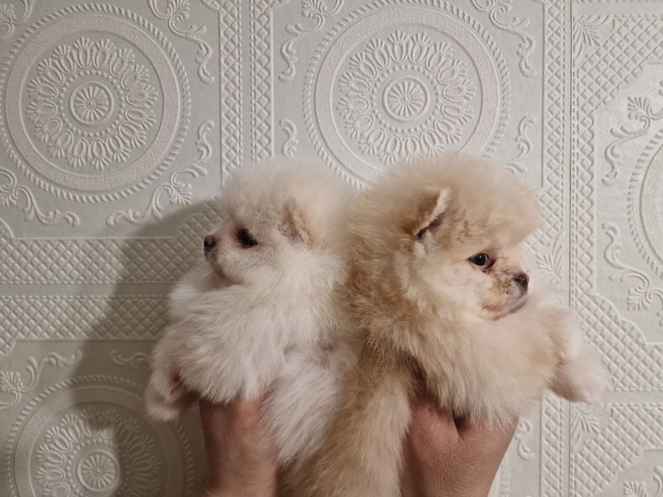 Белоснежные шпицульки.