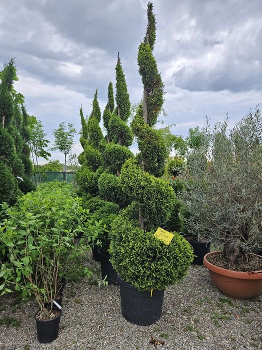 Tuiya spirale,bonsai,pon pon,etc