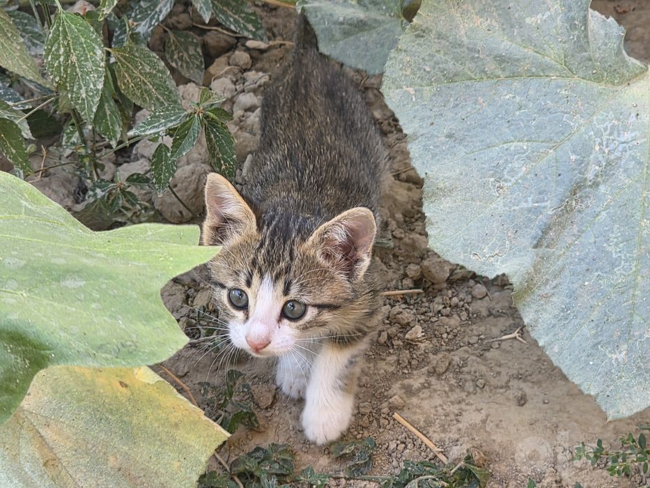 Интеллигентные котята
