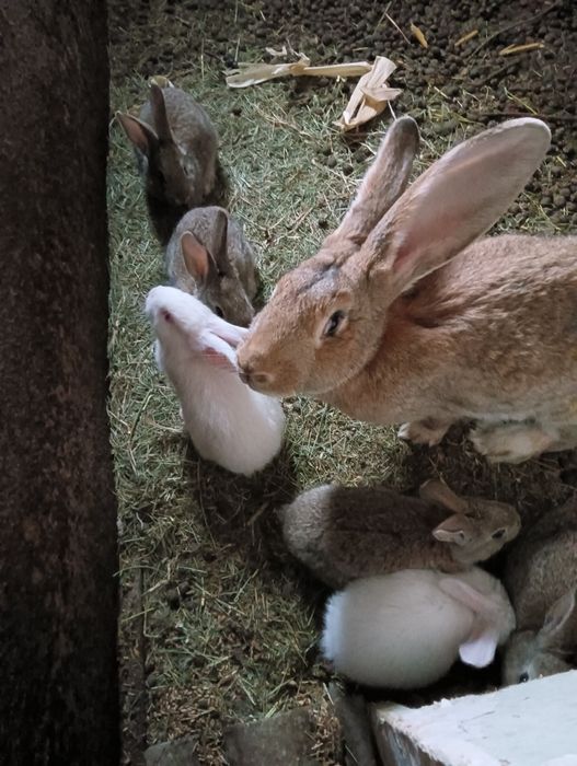 Продаются крольчата,1мес по 1700т