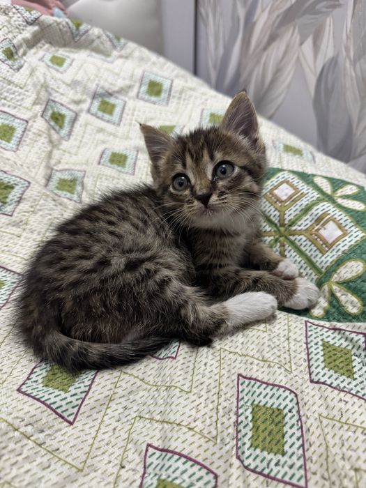 Кошка Семей бесплатно