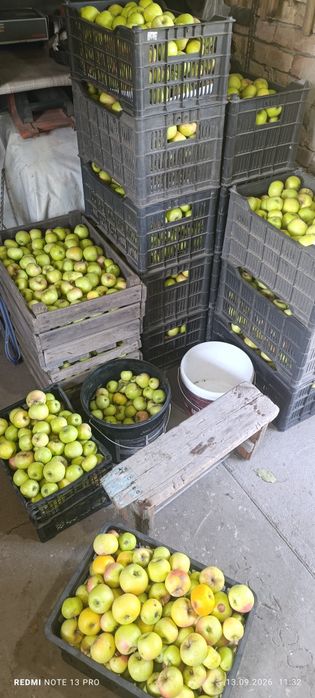 Домашние яблоки сорта заря востока