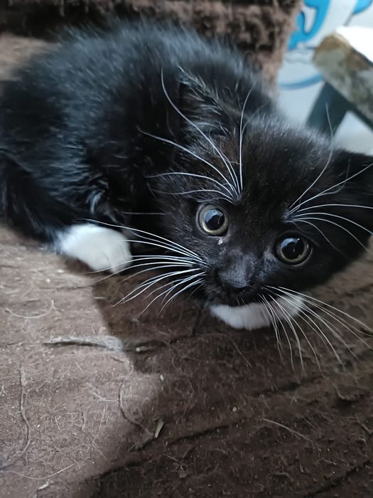 Отдам котят даром