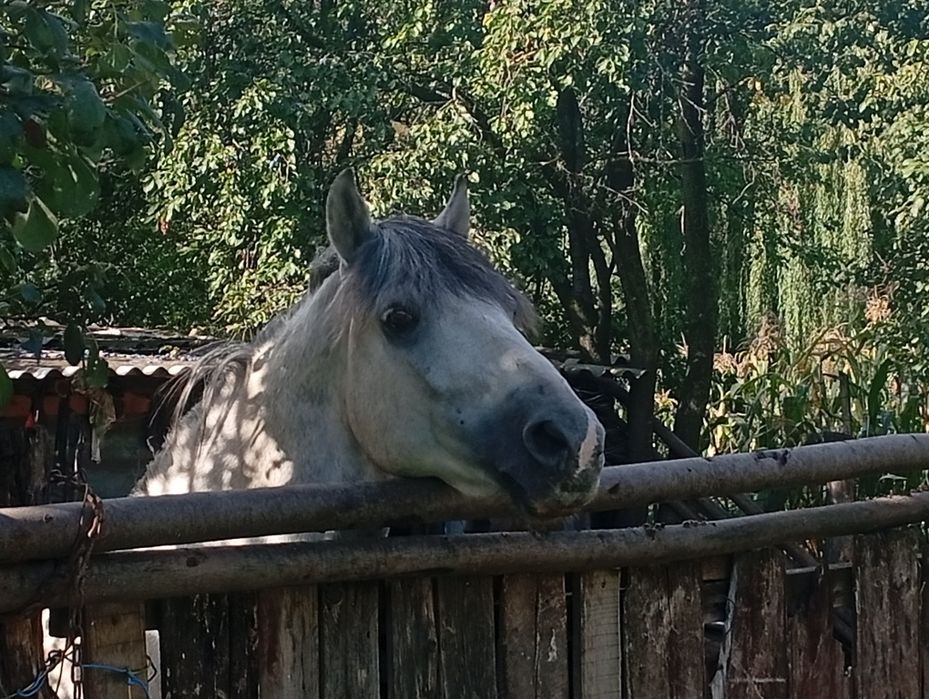 Armăsar de vânzare