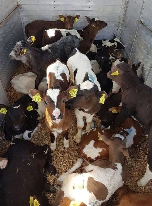 Vand vitei de rasa asigur transport