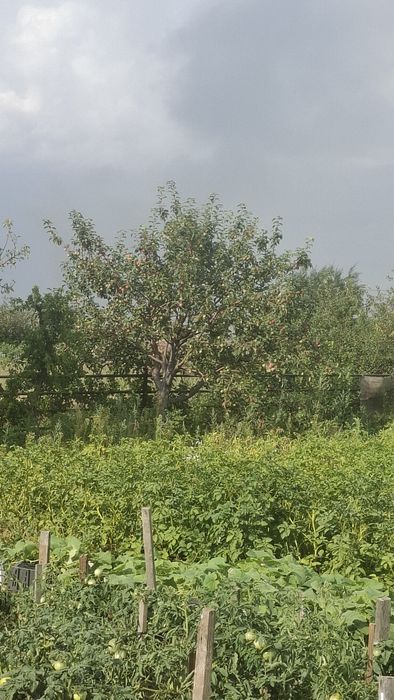 Продам дачу в обществе "Союз"