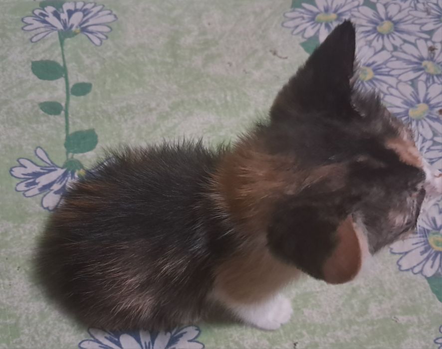 Отдам котёнка девочку в добрые руки