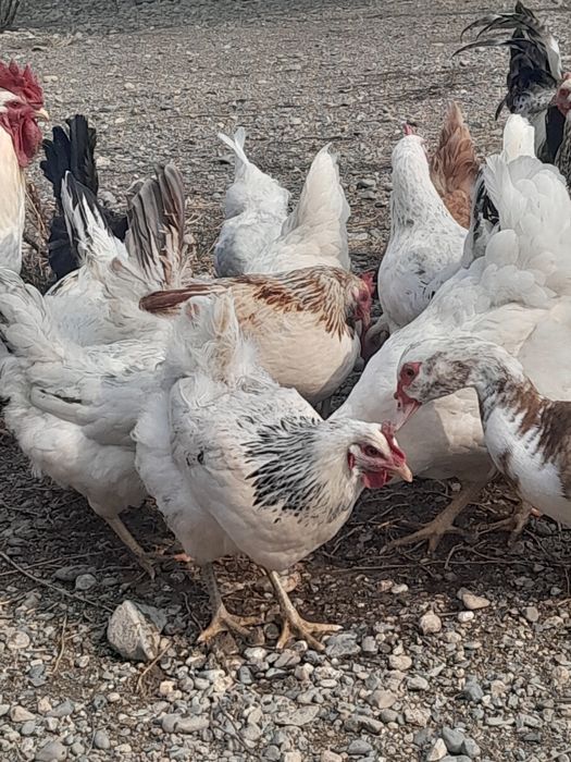 Цыплята 3дневные.