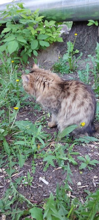 Котёнок подросток