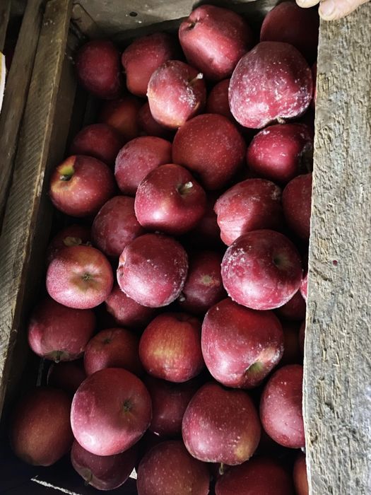 Американка, золотой привосходный