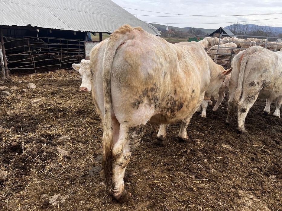 Vand Taur Charolaise