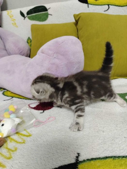 Продам замечательных вислоухих котят