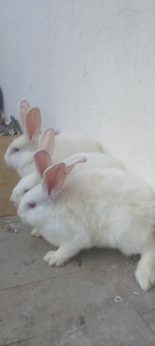 Hikol quyonlar sotiladi Yaxwi narxlarda