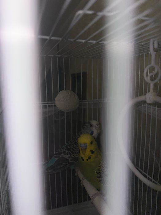 Волнистые попугаи с клеткой