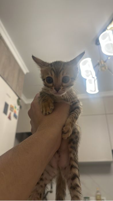 Продаются бенгальские котята