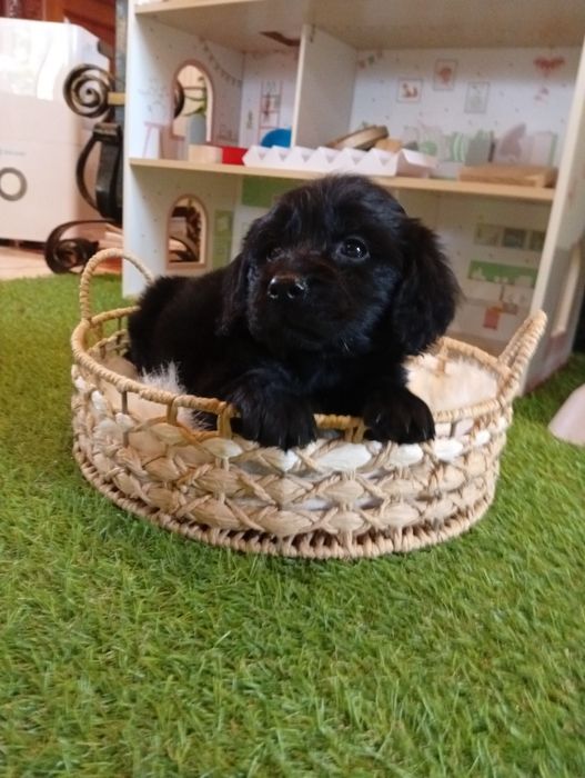 Cocker negru  baietel