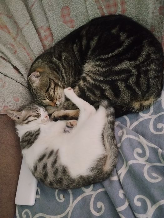 Кошечка от породистых родителей 3 мес