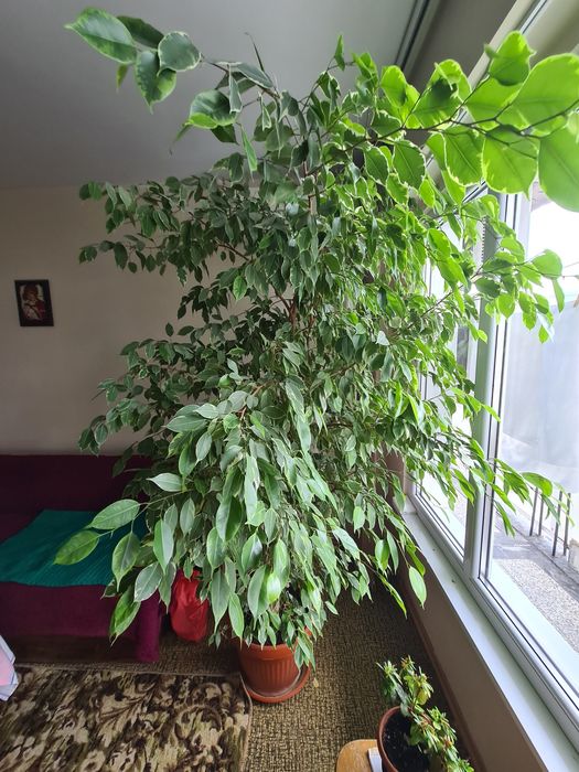 Фикус Бемджамин - Ficus elastica