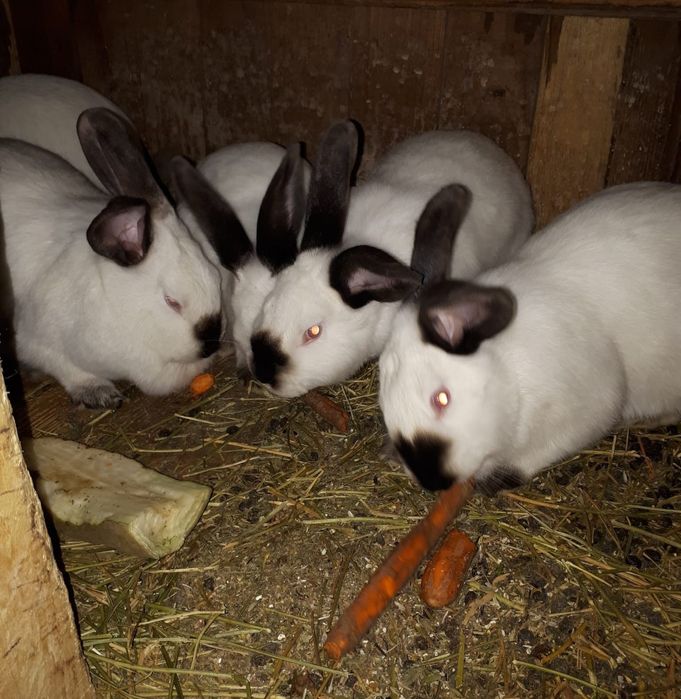 Iepure de rasă Uriaș de Transilvania și alb de Debretin