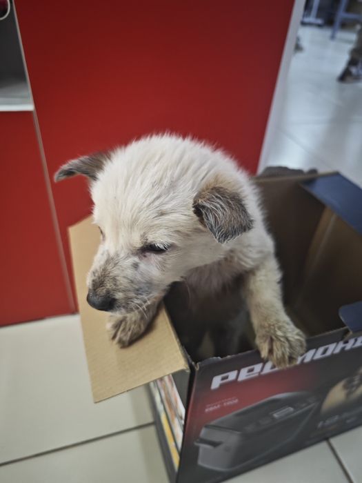 Отдается в добрые руки щенок