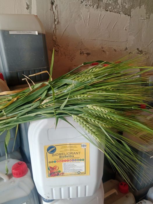 Арпа Ячмен сорт элвин канадски