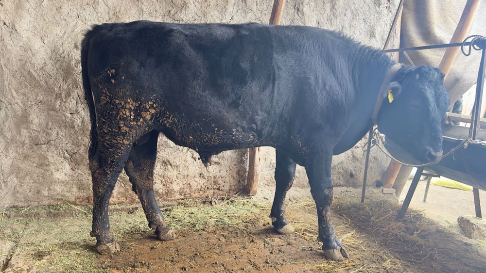 Angus buqamiz tushunganlar uchun .Toza angus