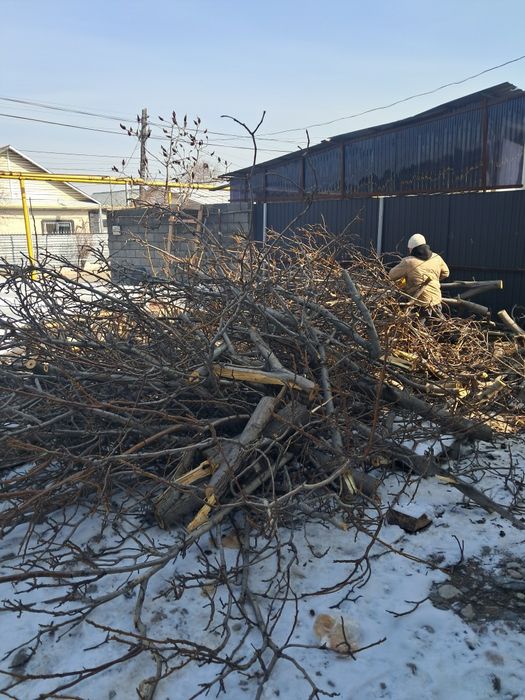 Дрова Отын грецкий орех Жангак агашы
