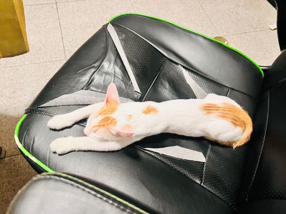 Spre adopție pisicuță iubitoare și jucăușă - 3 luni (București)