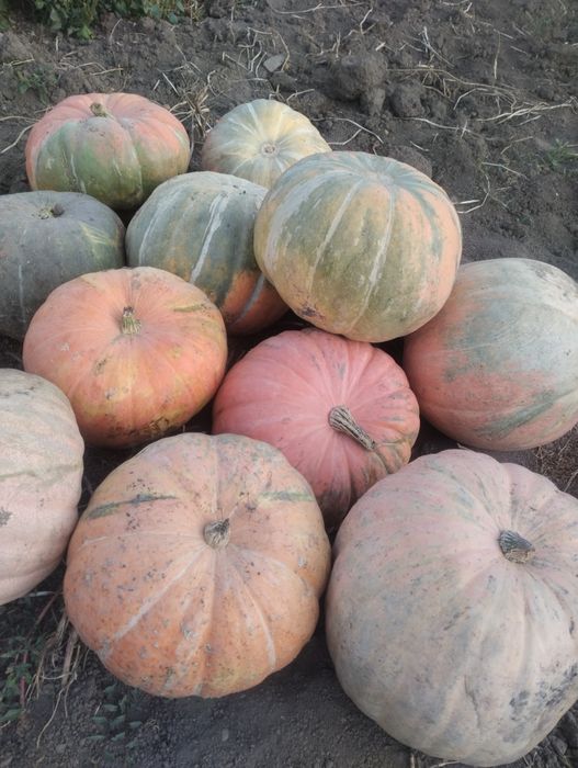 Продам кормовую тыкву
