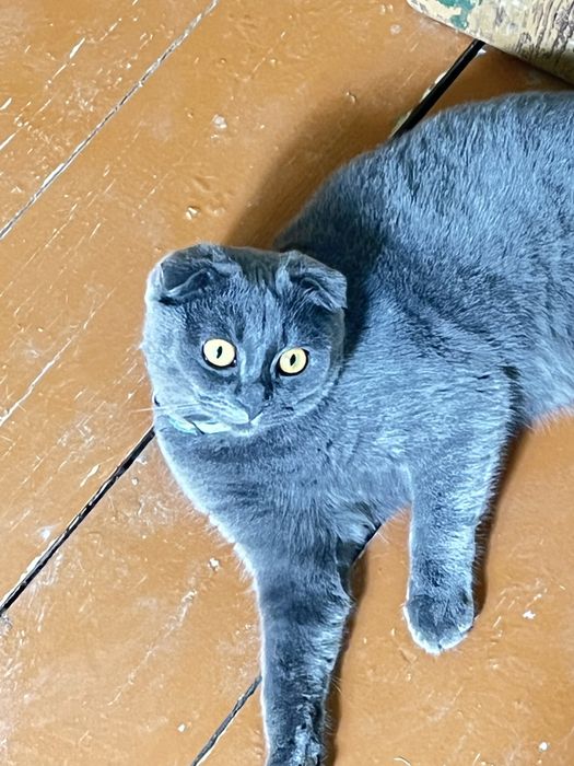 Mushukcha sotiladi Scottish fold qiz