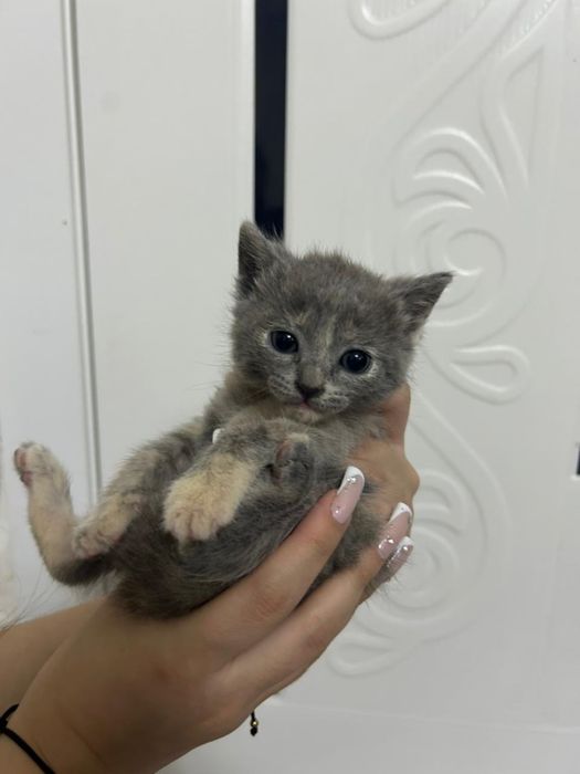 Срочно отдам котенка в хорошие добрые руки