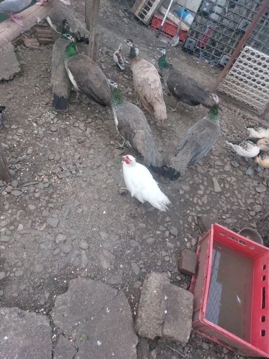 Păunițe de vânzare