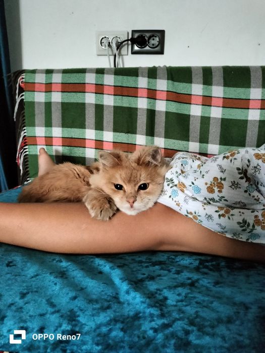 Отдам в добрые руки