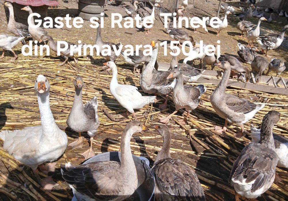 Gaste si Rate Tinere din Primavara